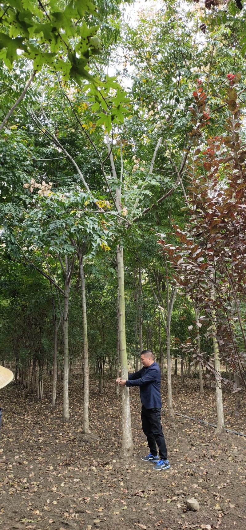 【荐】北栾，南栾，黄山栾树，10-15公分栾树产地，自产自销