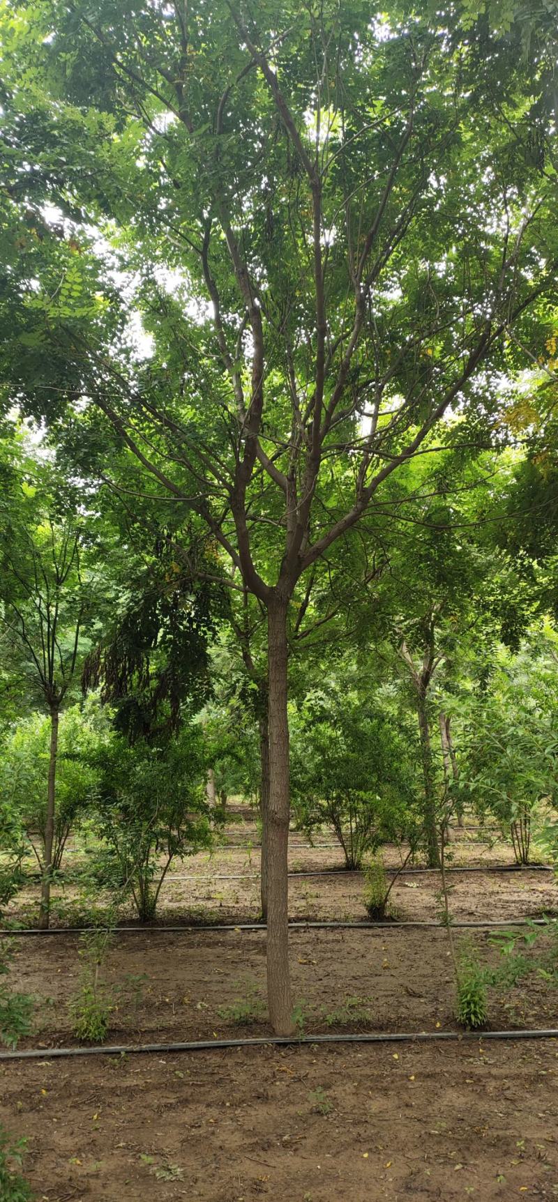 【荐】北栾，南栾，黄山栾树，10-15公分栾树产地，自产自销