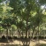 【荐】北栾，南栾，黄山栾树，10-15公分栾树产地，自产自销