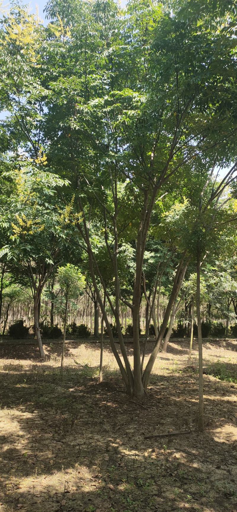 【荐】北栾，南栾，黄山栾树，10-15公分栾树产地，自产自销