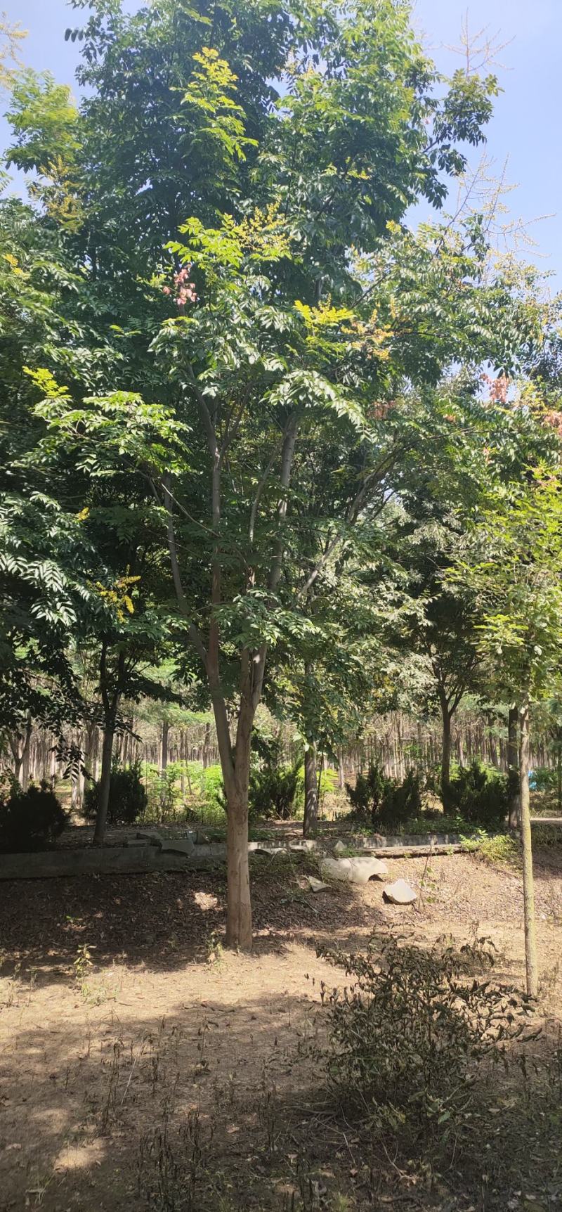 【荐】北栾，南栾，黄山栾树，10-15公分栾树产地，自产自销
