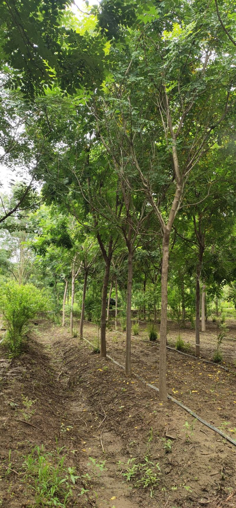 【荐】北栾，南栾，黄山栾树，10-15公分栾树产地，自产自销