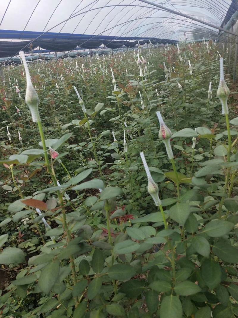 福建，非洲菊，月季批发！欢迎各位老板来电下单，花多多！