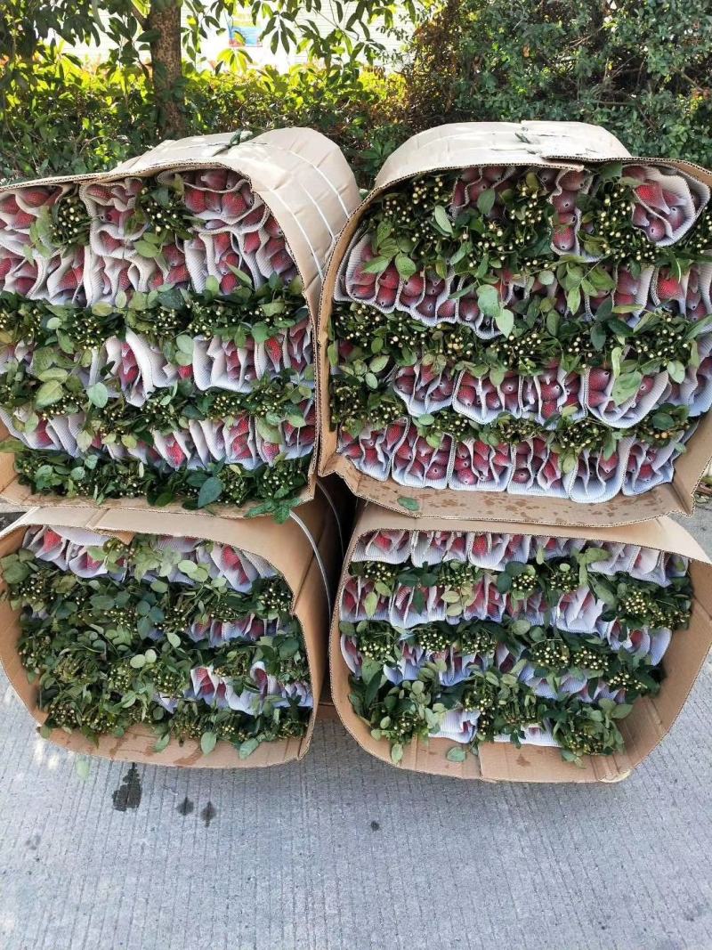 福建非洲菊，月季批发，