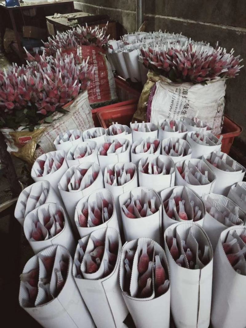 福建非洲菊，月季批发，