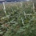 福建非洲菊，月季批发，