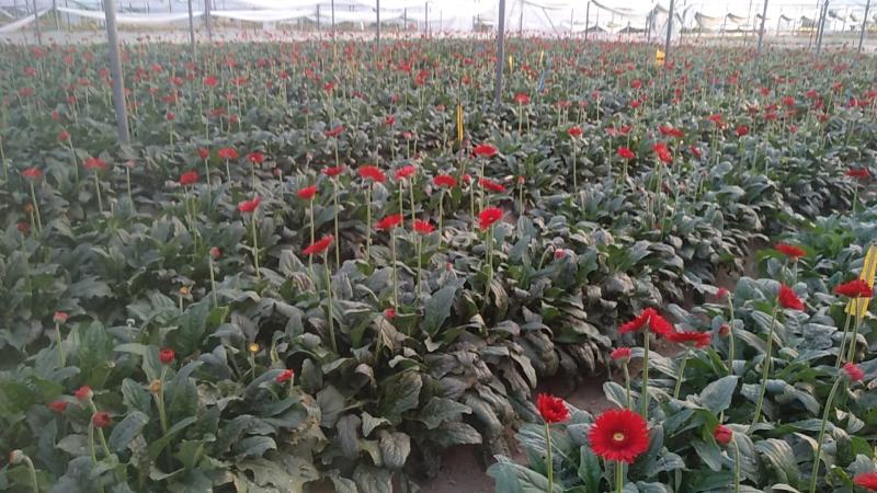 福建非洲菊，月季批发，