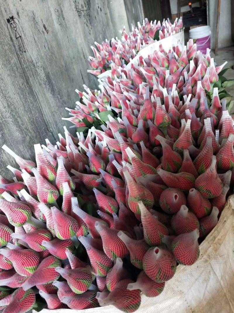 福建非洲菊，月季批发，