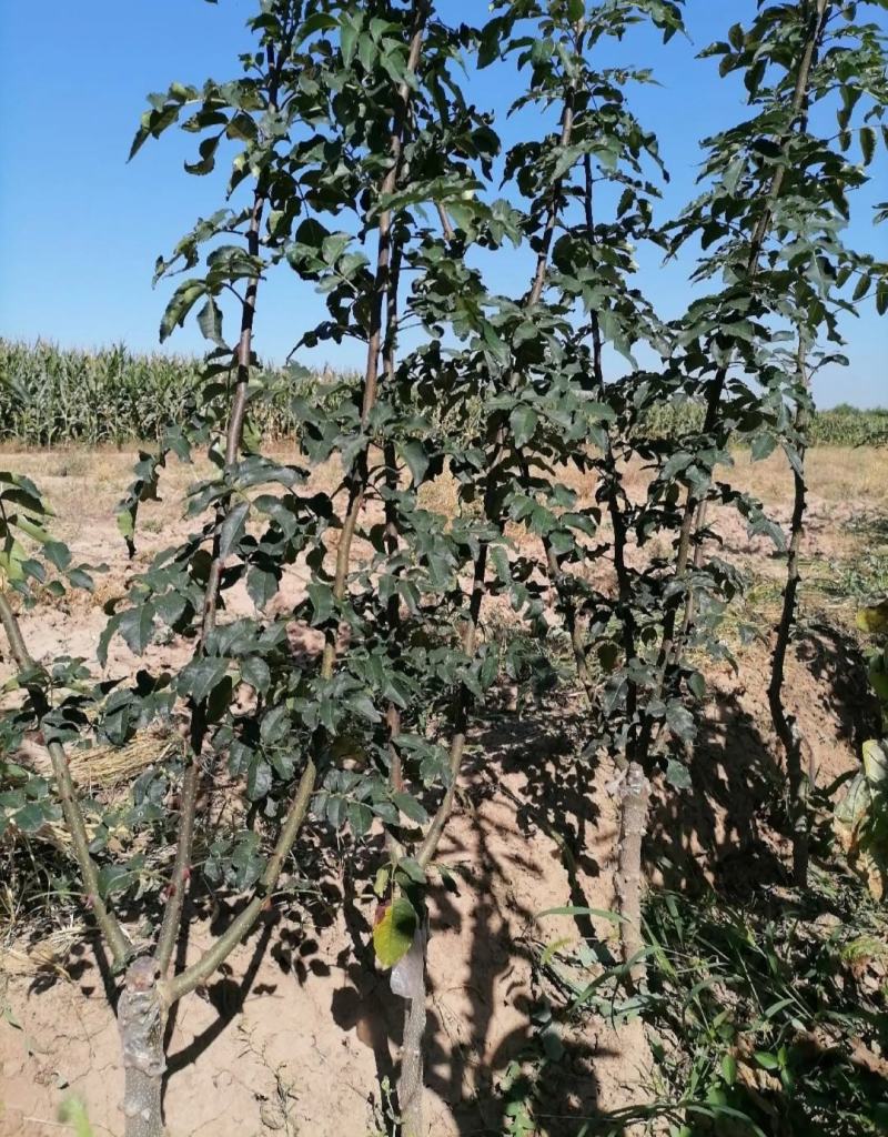无棘花椒苗嫁接大红袍无刺花椒苗产地直销