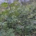 无棘花椒苗嫁接大红袍无刺花椒苗产地直销