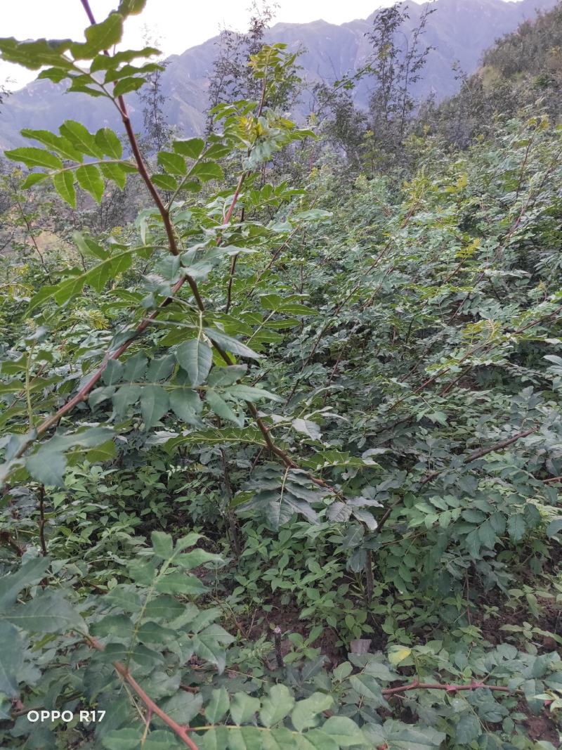 无棘花椒苗嫁接大红袍无刺花椒苗产地直销