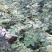 无棘花椒苗嫁接大红袍无刺花椒苗产地直销
