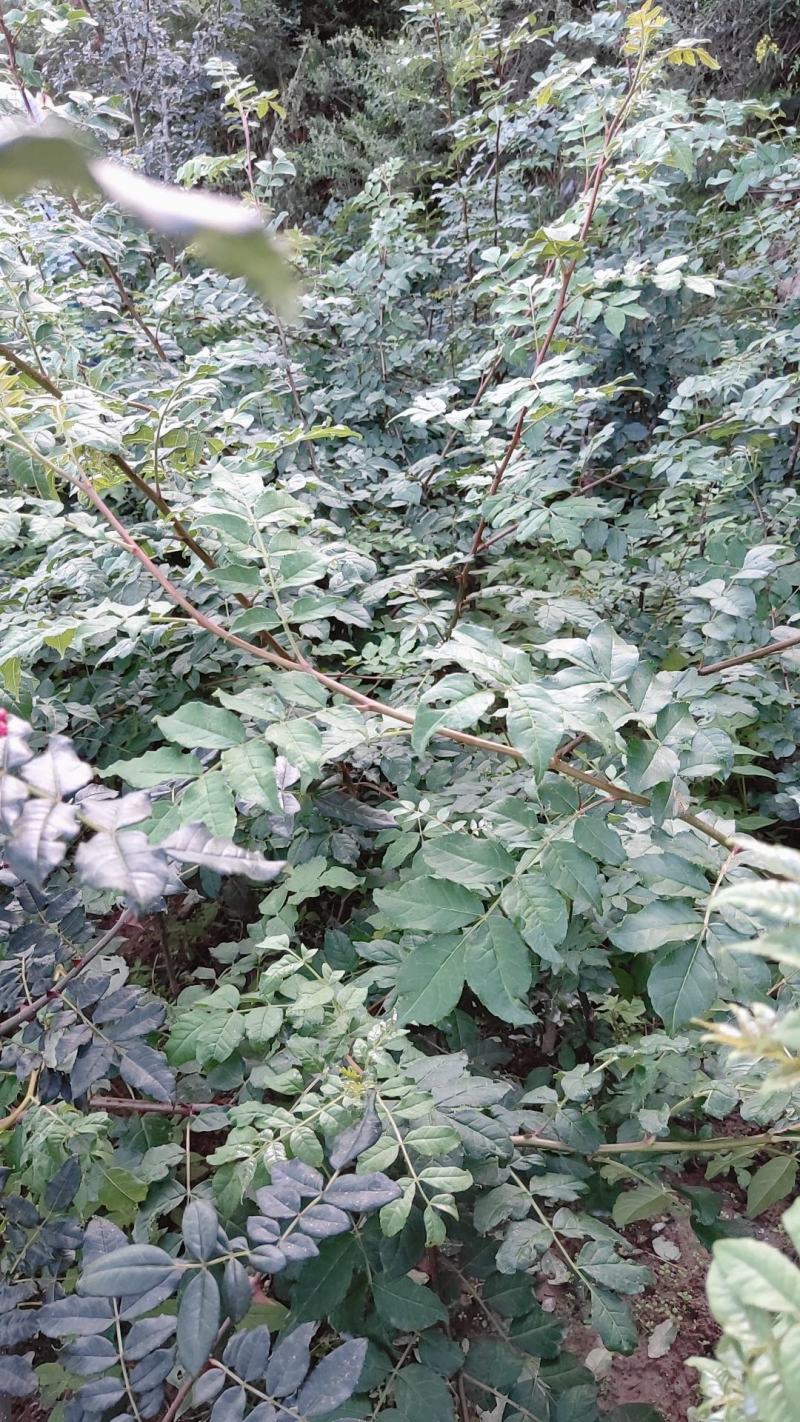 无棘花椒苗嫁接大红袍无刺花椒苗产地直销