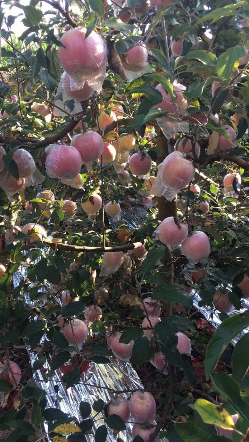 中秋王，纸袋萍果大量供应，