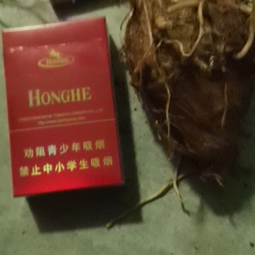云南红河蒙自市毛芋头
