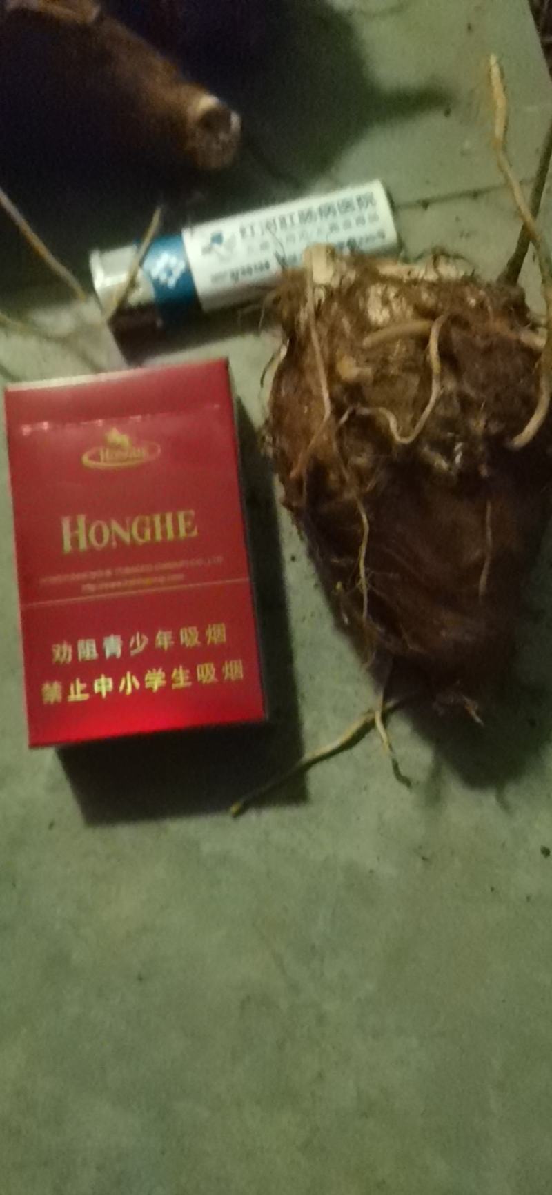 云南红河蒙自市毛芋头
