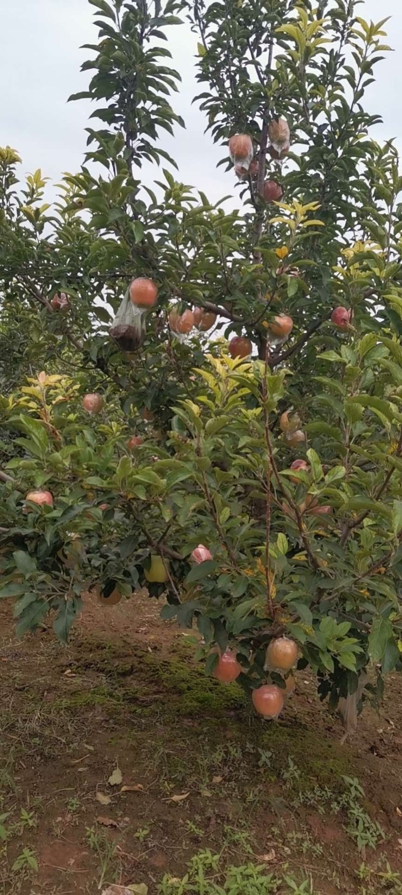 富士苹果膜袋大量供应馆陶县众康果品站