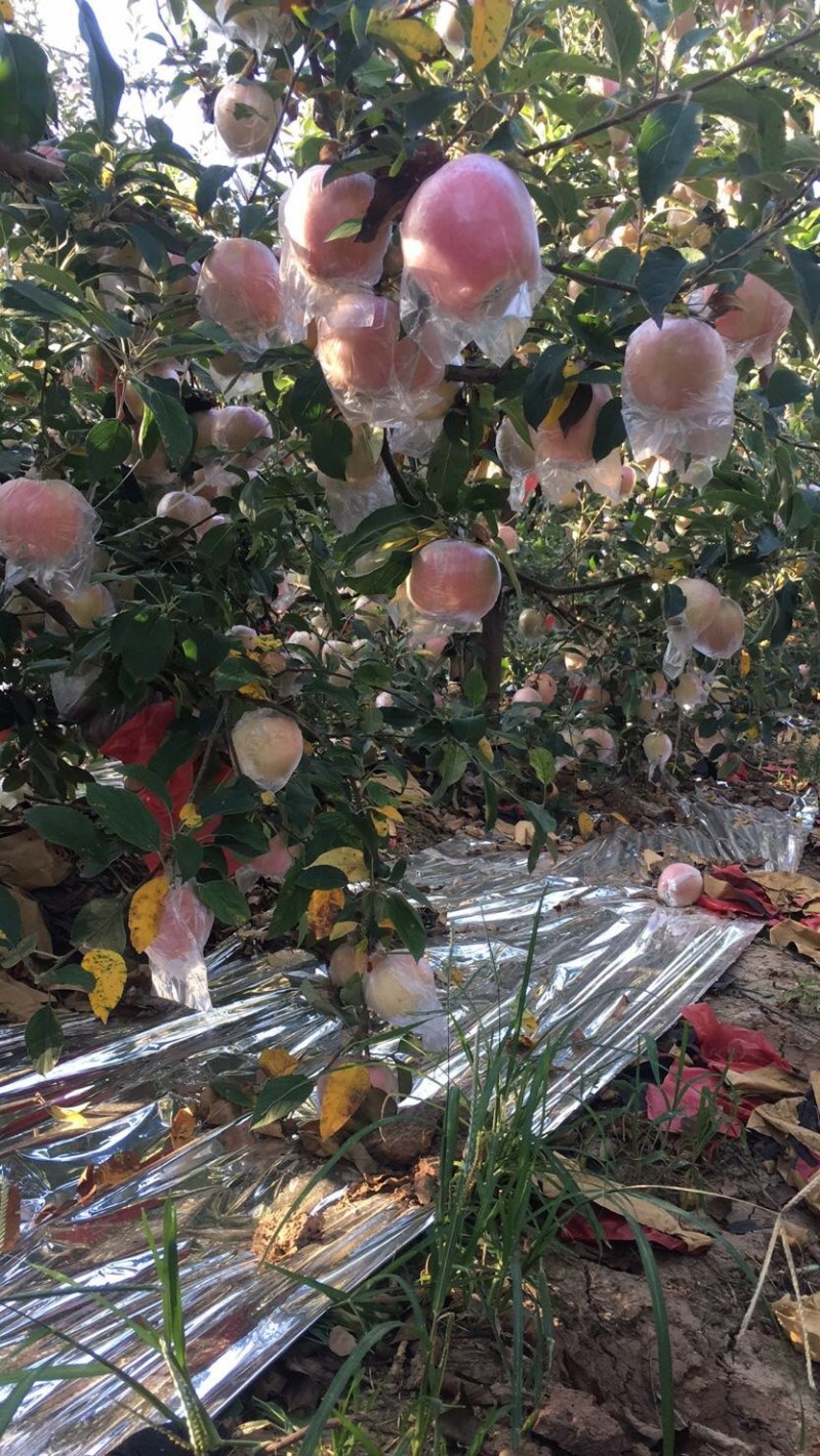 富士苹果膜袋大量供应馆陶县众康果品站