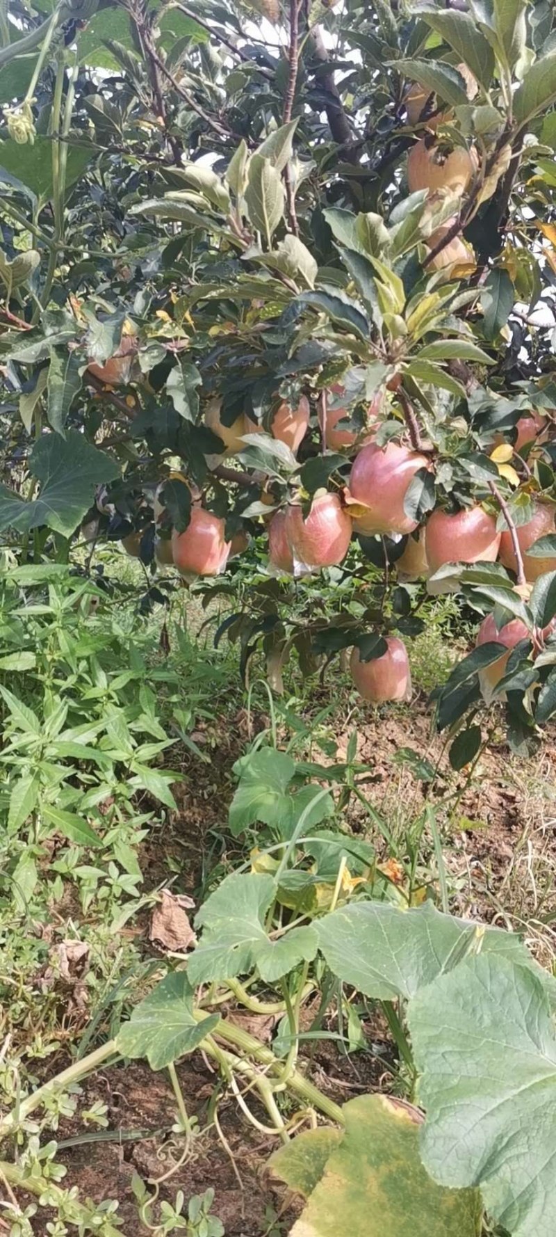 富士苹果膜袋大量供应馆陶县众康果品站