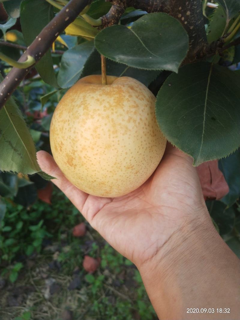 方城博望坡黄金梨大量热卖中！