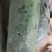 湖北宜昌当阳大量上了