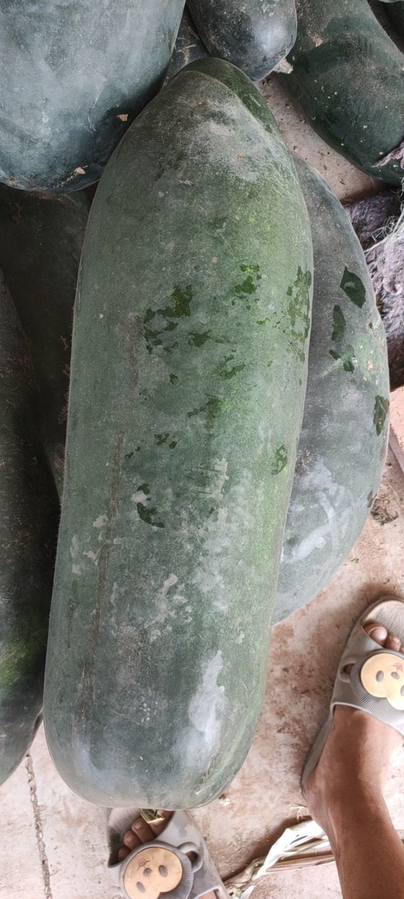湖北宜昌当阳大量上了