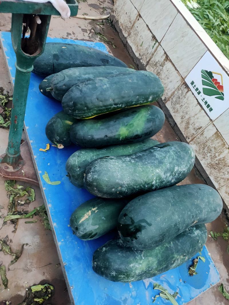 湖北宜昌当阳大量上了