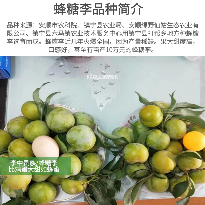 正宗贵州蜂糖李子苗/一代嫁接苗品种纯度高大果型甜度高现挖