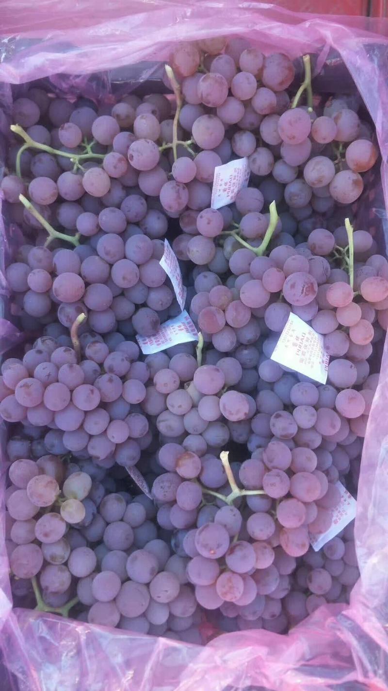 河北张家口龙眼葡萄5%以下1~2斤大量葡萄上市
