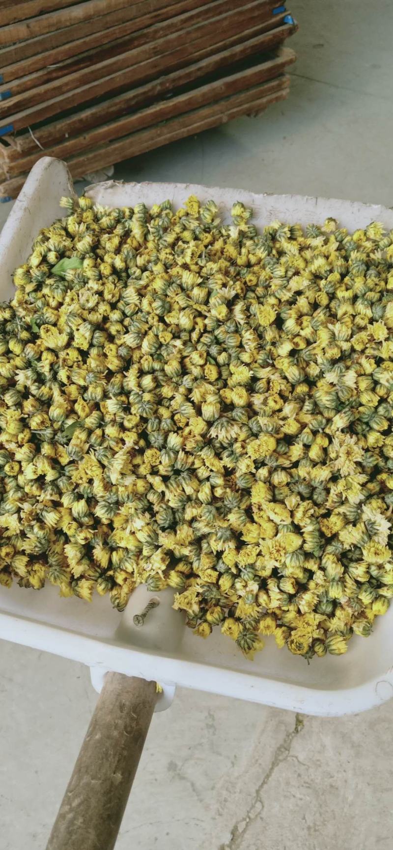 胎菊，胎米，朵花，原产地直销