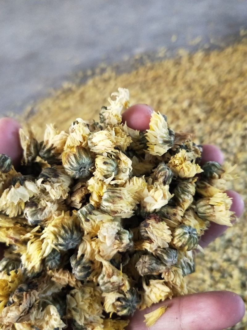 胎菊，胎米，朵花，原产地直销