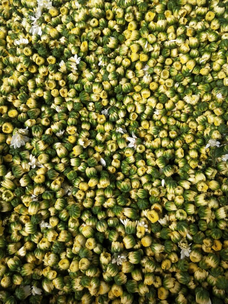 胎菊，胎米，朵花，原产地直销