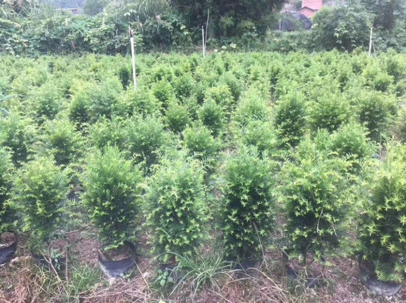 精品红豆杉盆景室内设计阳台庭院均可