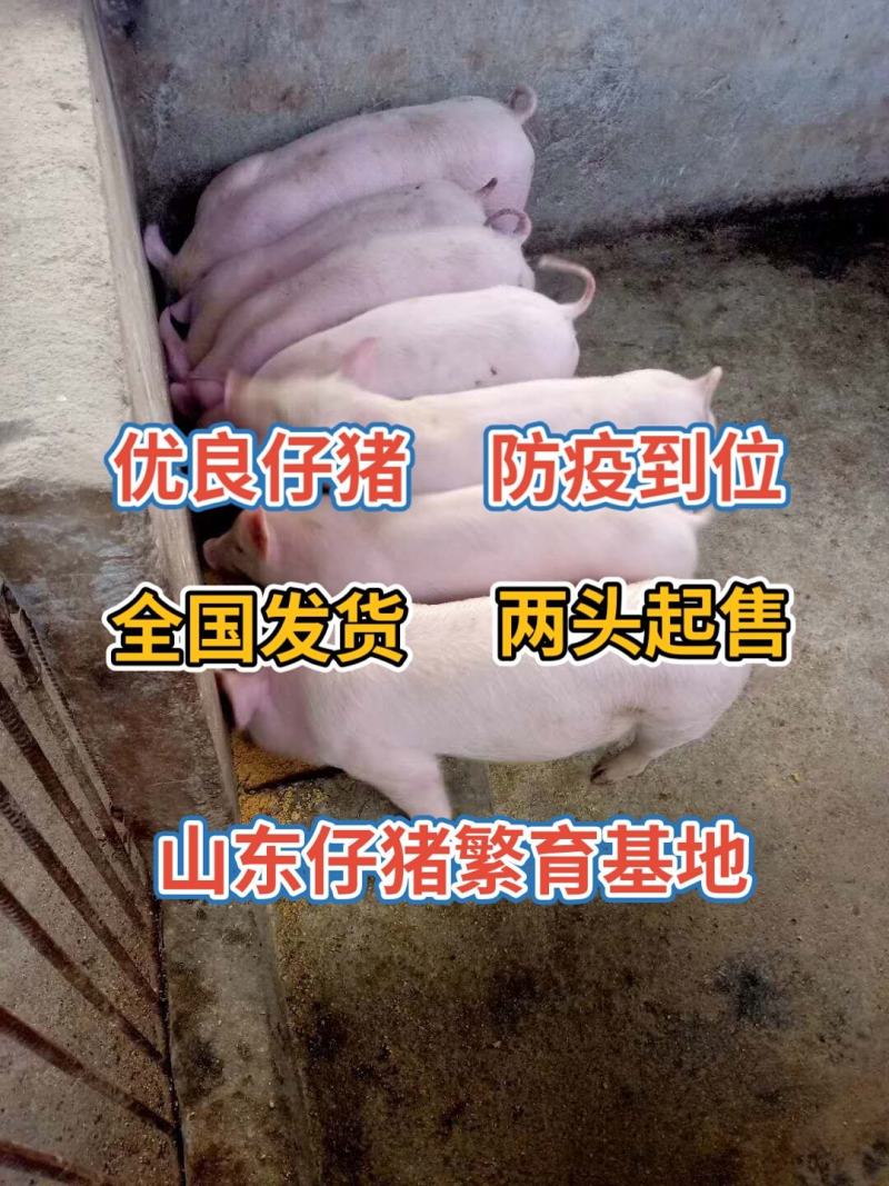 仔猪优良三元仔猪常年供应包送到家代发全国