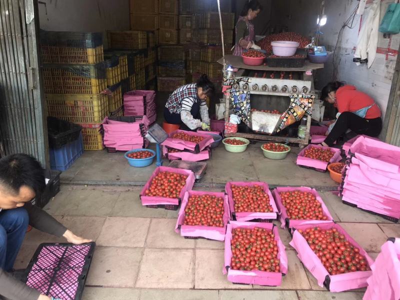 圣女果，产地直发供应时间长达半年以上，耐保存，一件代发