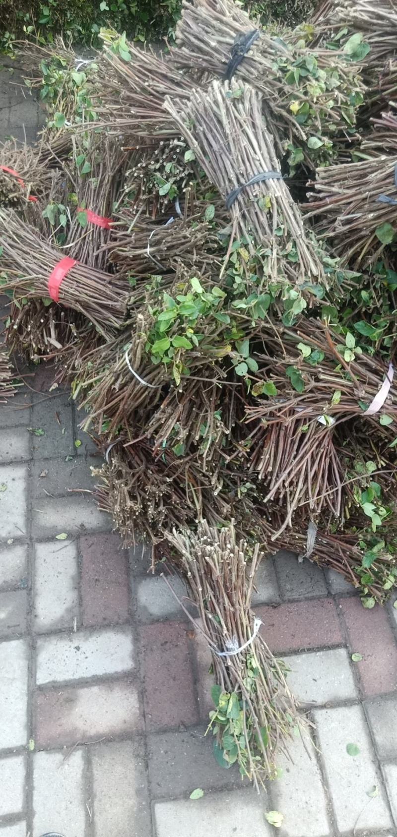 育苗用金银花枝条，种条，现在是最佳时机了，抓紧时间下单了