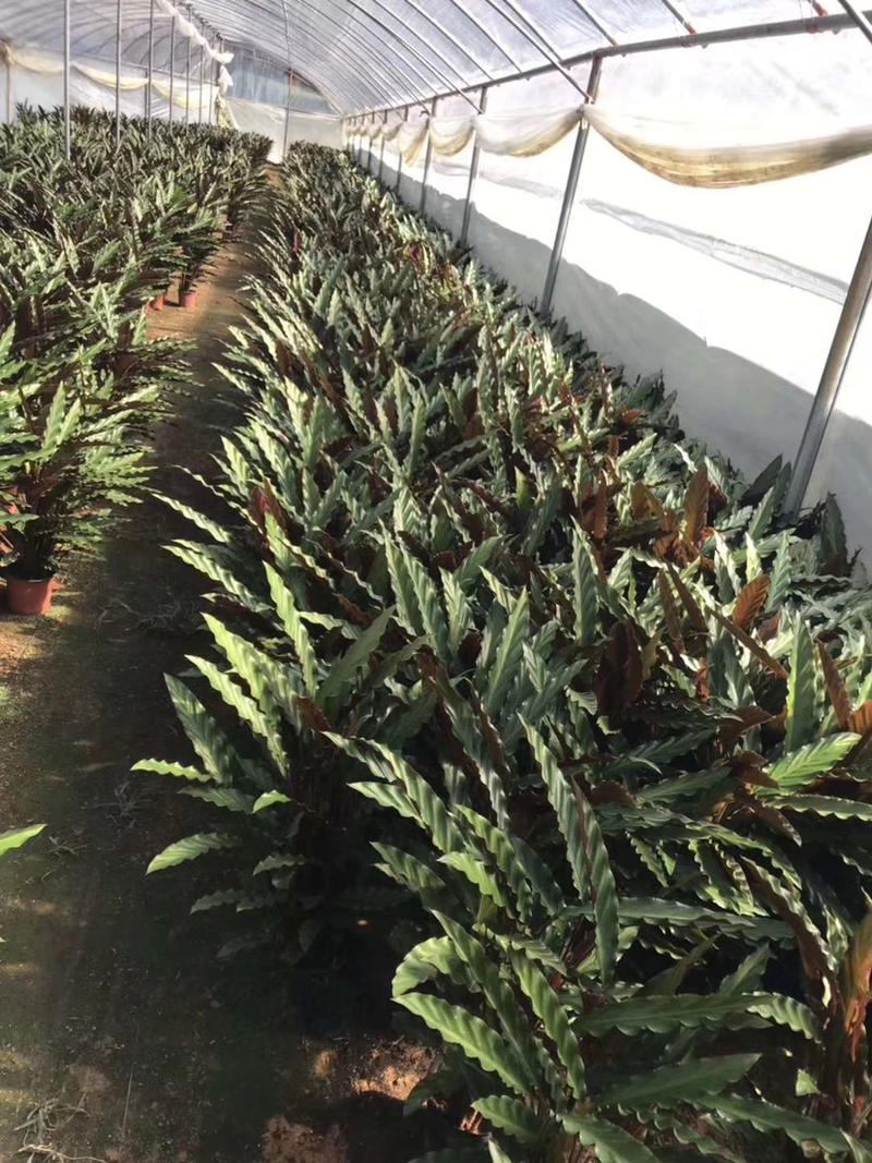 精品孔雀竹芋工地地被室内盆栽质量保证一手货源