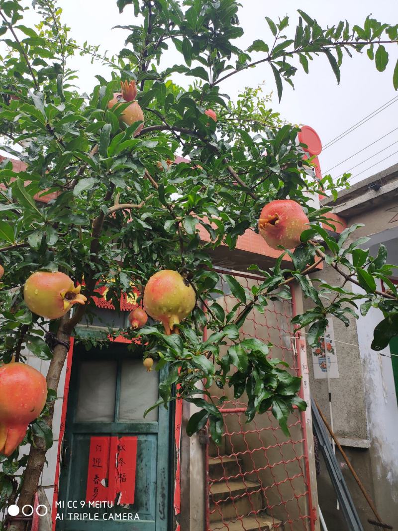 蒙阳红石榴苗石榴树苗适应南北方种植庭院盆栽地栽石榴苗当年