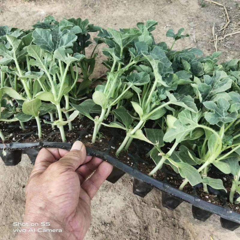山东省大型育苗厂西瓜苗