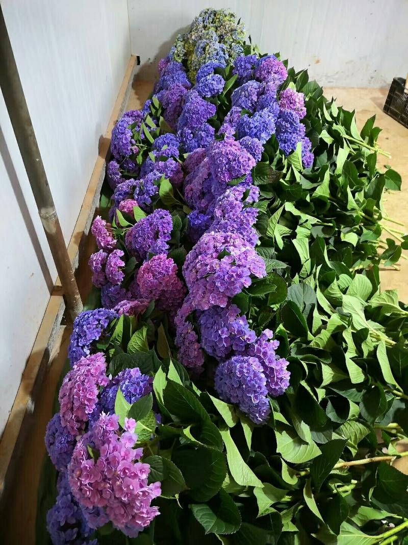 紫色鼠尾小苗本公司常年出售各种玫瑰花小苗，卡罗拉、蜜桃雪