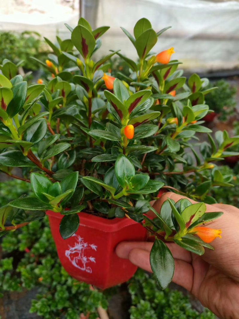 【精品】金鱼花各种规格常年供应量大可优质量保证