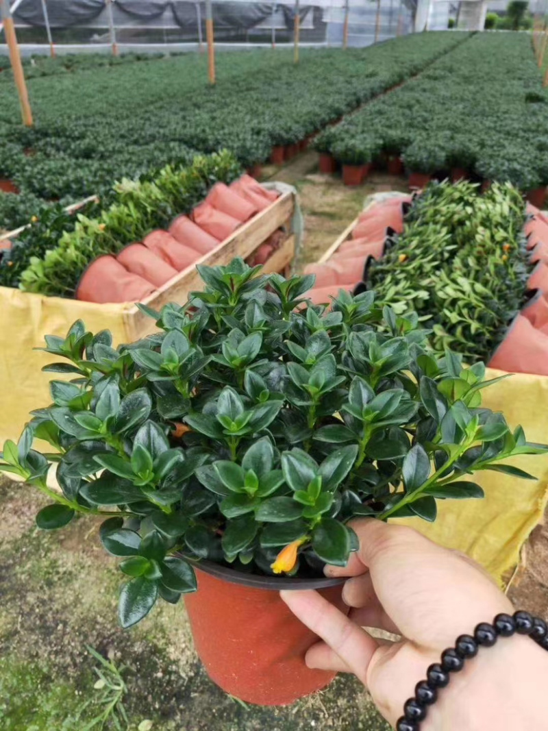 【精品】金鱼花各种规格常年供应量大可优质量保证
