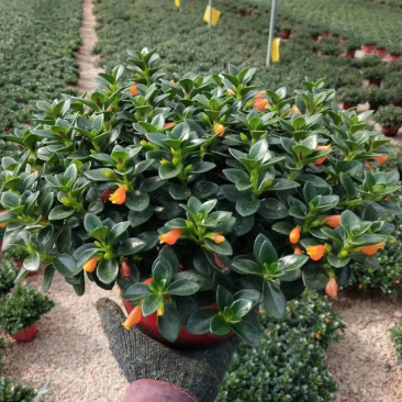 【精品】金鱼花各种规格常年供应量大可优质量保证