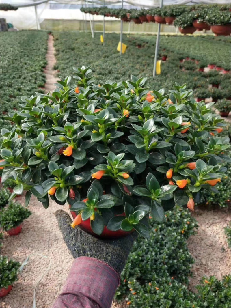 【精品】金鱼花各种规格常年供应量大可优质量保证