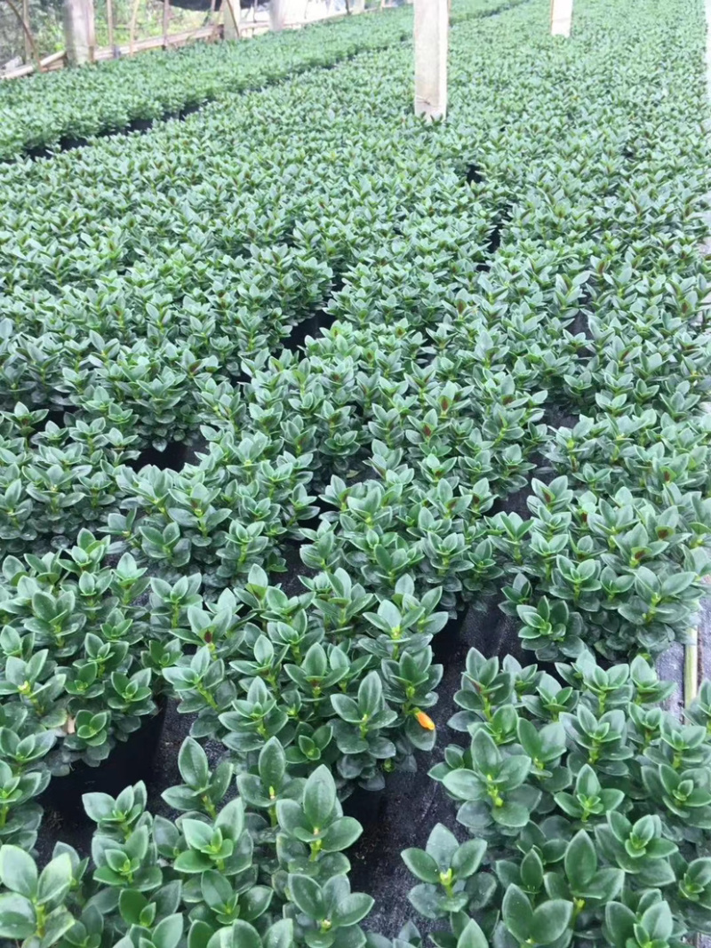 【精品】金鱼花各种规格常年供应量大可优质量保证