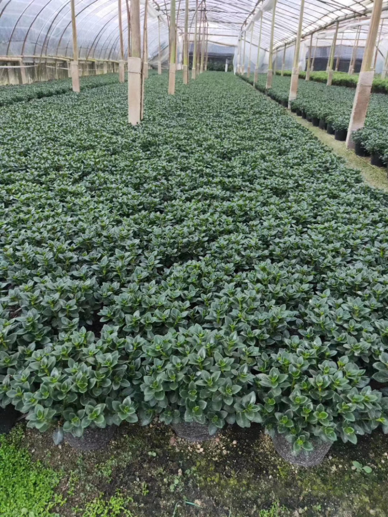 【精品】金鱼花各种规格常年供应量大可优质量保证