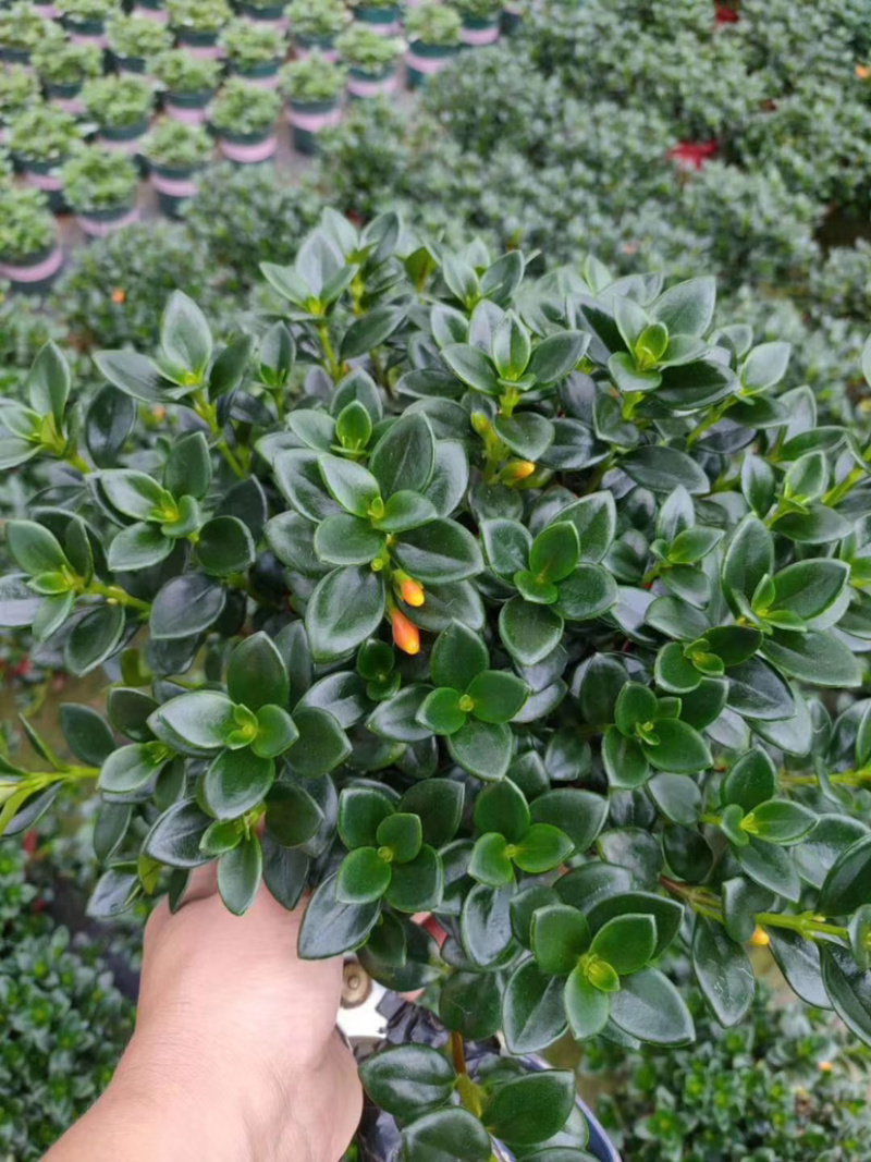 【精品】金鱼花各种规格常年供应量大可优质量保证