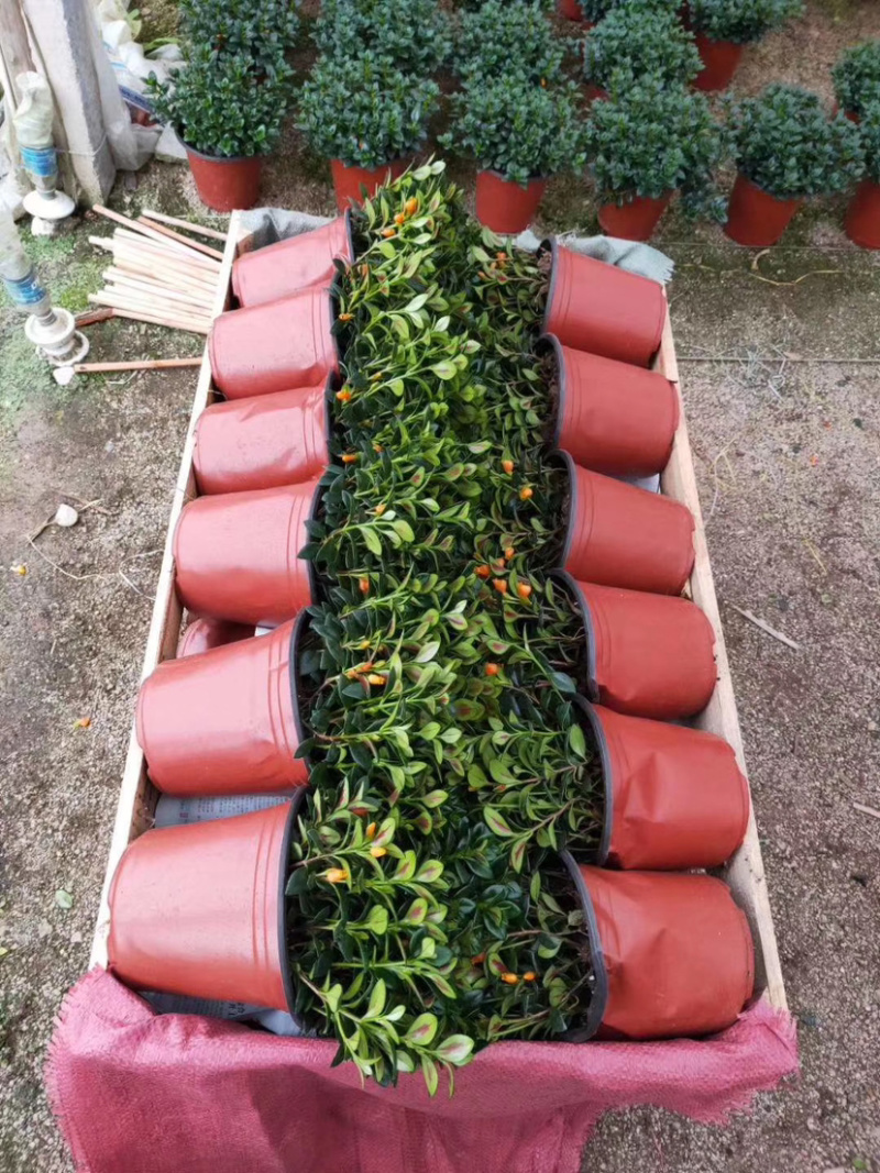 【精品】金鱼花各种规格常年供应量大可优质量保证