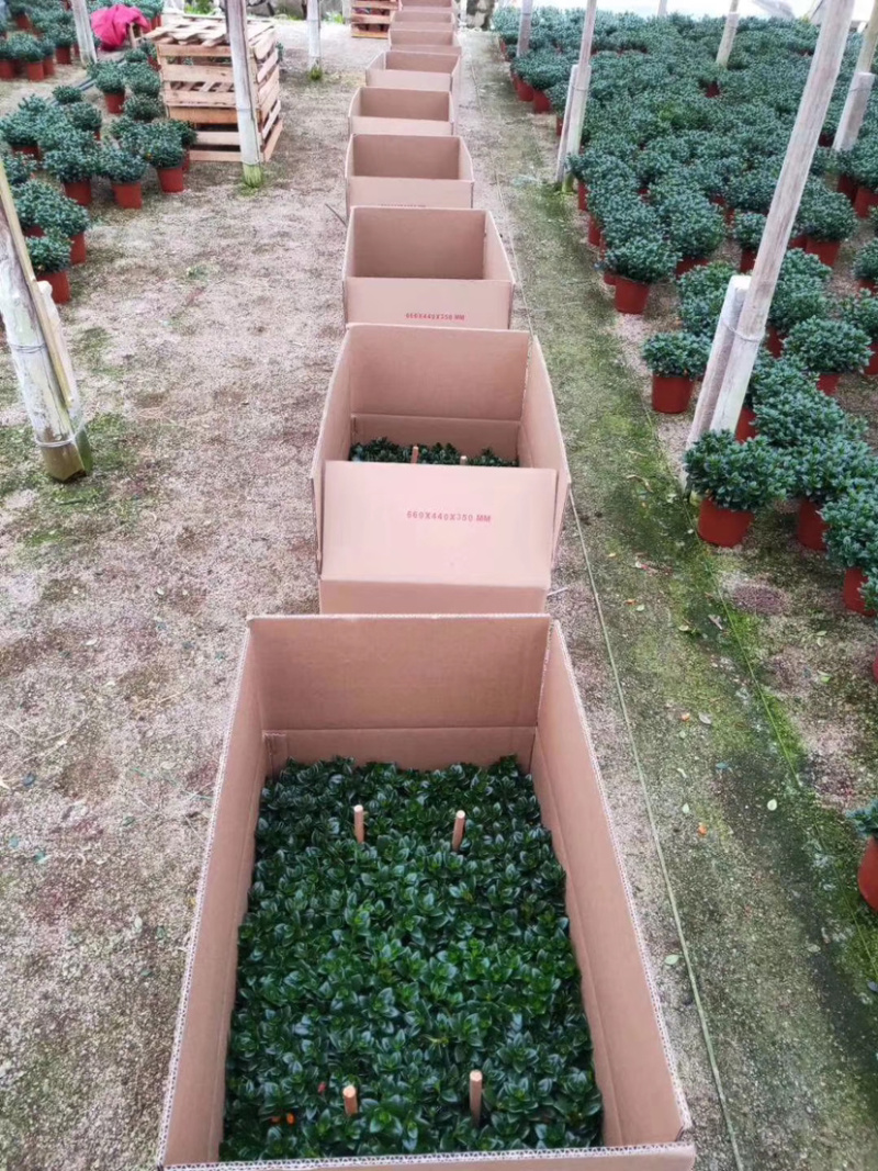 【精品】金鱼花各种规格常年供应量大可优质量保证