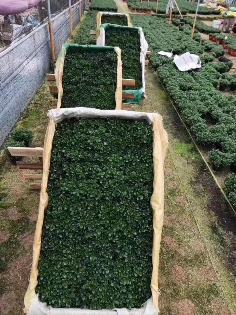 【精品】金鱼花各种规格常年供应量大可优质量保证